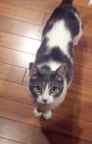 Foreman Manny overseeing the project